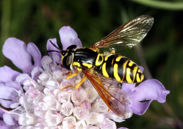 Chrysotoxum elegans - Copyright Denis Bourgeois